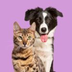 Productos para mascotas